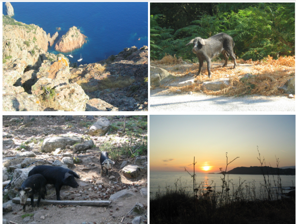 Corsica