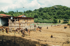 Farma Magaraca Martinici