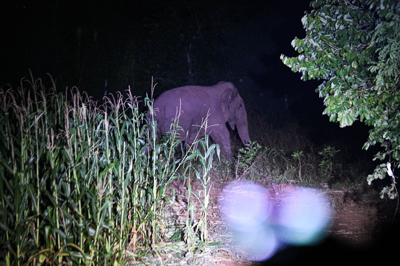 Elephant