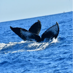 Whale tail