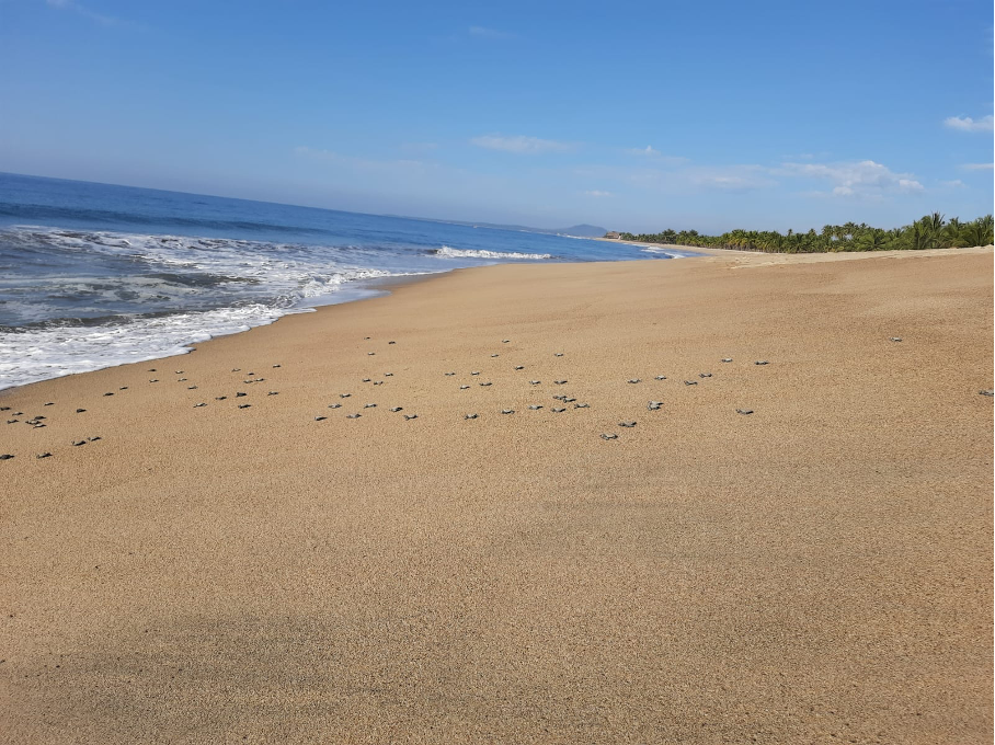 Turtles Entering Ocean