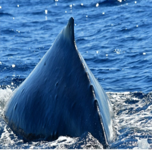 Whale Hump