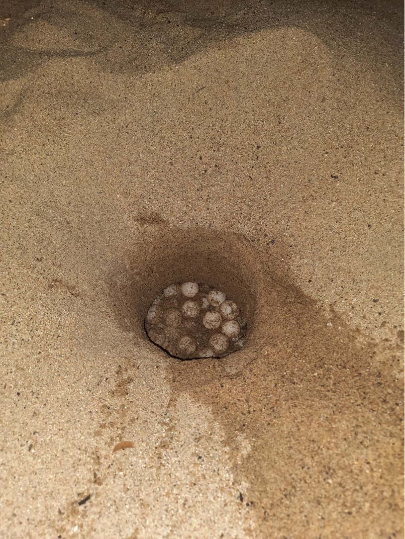 Turtle Eggs In Nest