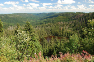 Black Forest National Park