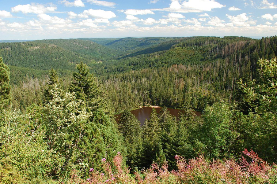 Black Forest